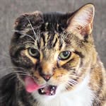 theklauscat profile picture
