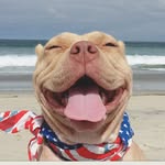 theladyshortcake profile picture
