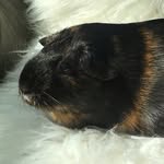 thelavaempire profile picture