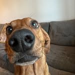 thelifeofkingkoa profile picture
