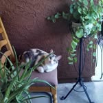 thelma_lou_your_the_cats profile picture
