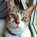 thelucifur profile picture