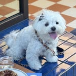 themaltesenoelle profile picture