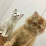 thematyen_amer profile picture
