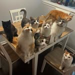 themcats.8 profile picture
