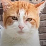 themexicanfisher profile picture