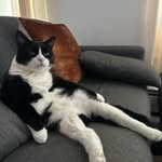 themisslinds profile picture