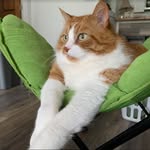 themrkittyshow profile picture