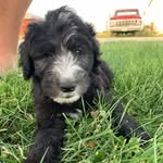 themurfdoodle profile picture