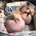 thenakedlittles profile picture