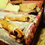 thenaughtydogbrigade profile picture
