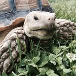 thenotortoisebig profile picture