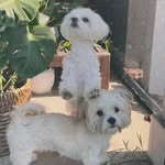 theo.and.lexi profile picture