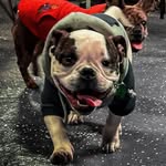 theo.b.dog profile picture