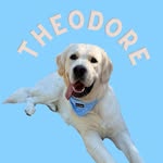 theodorable.goldenn profile picture