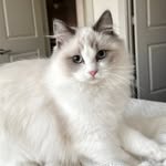 theodoreknightmoon profile picture