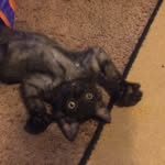 theodore_with_the_toes profile picture