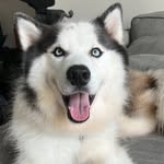 theohuskypup profile picture