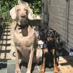 thepawerfulrescue profile picture