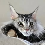 thepawtistics profile picture