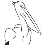thepelican_w11 profile picture