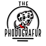 thephodografur profile picture