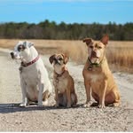 thepinebarrenpups profile picture