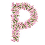 thepinkreef profile picture