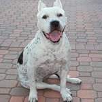 thepittyprincess profile picture