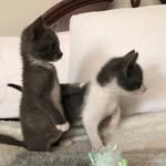 theplantpets profile picture