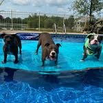 thepoolpitties profile picture