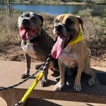 thepryorpitties profile picture