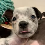 thepuppypalace_rva profile picture