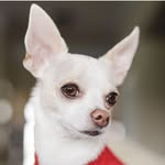thepuppytown profile picture