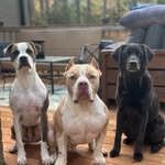 theramseyrescuedogs profile picture