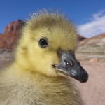 the_real_brian_gosling profile picture