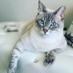 therealjunocat profile picture