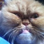therealmadamegeorge profile picture