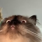 the_real_tibbs profile picture