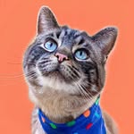 the_real_toulouse profile picture