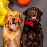 the_retrievers_bro profile picture