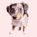 therominaproject profile picture