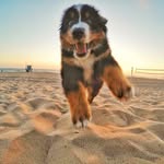 thesaltypups profile picture