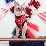 thesauerkrautkitty profile picture