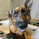 theserialfoster profile picture