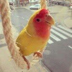 thesieniebird profile picture