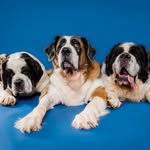 thesouthernstbernards profile picture