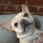 thestinkpig profile picture