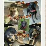 thestreetdogs profile picture