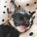 the_street_kittens profile picture